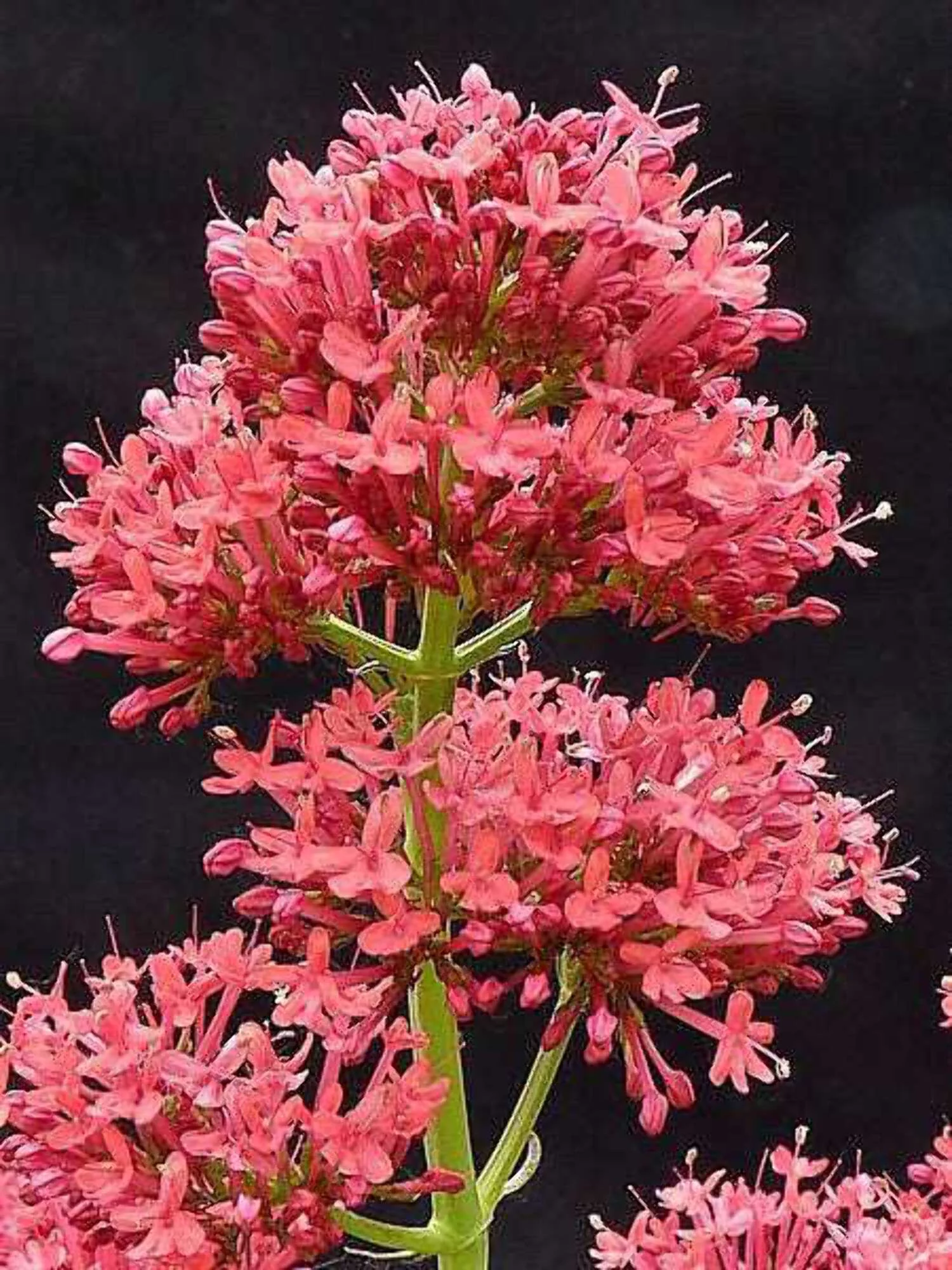 50 RED JUPITER'S BEARD Valerian Keys of Heaven Centranthus Ruber Flower Seeds