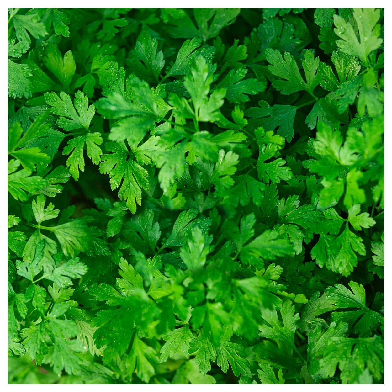 Everwilde Farms - 1000 Plain Single Parsley Seeds - Gold Vault Jumbo Bulk Seed Packet