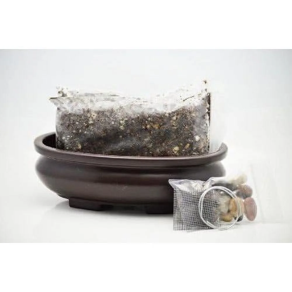 bonsai ting kit, 6.25