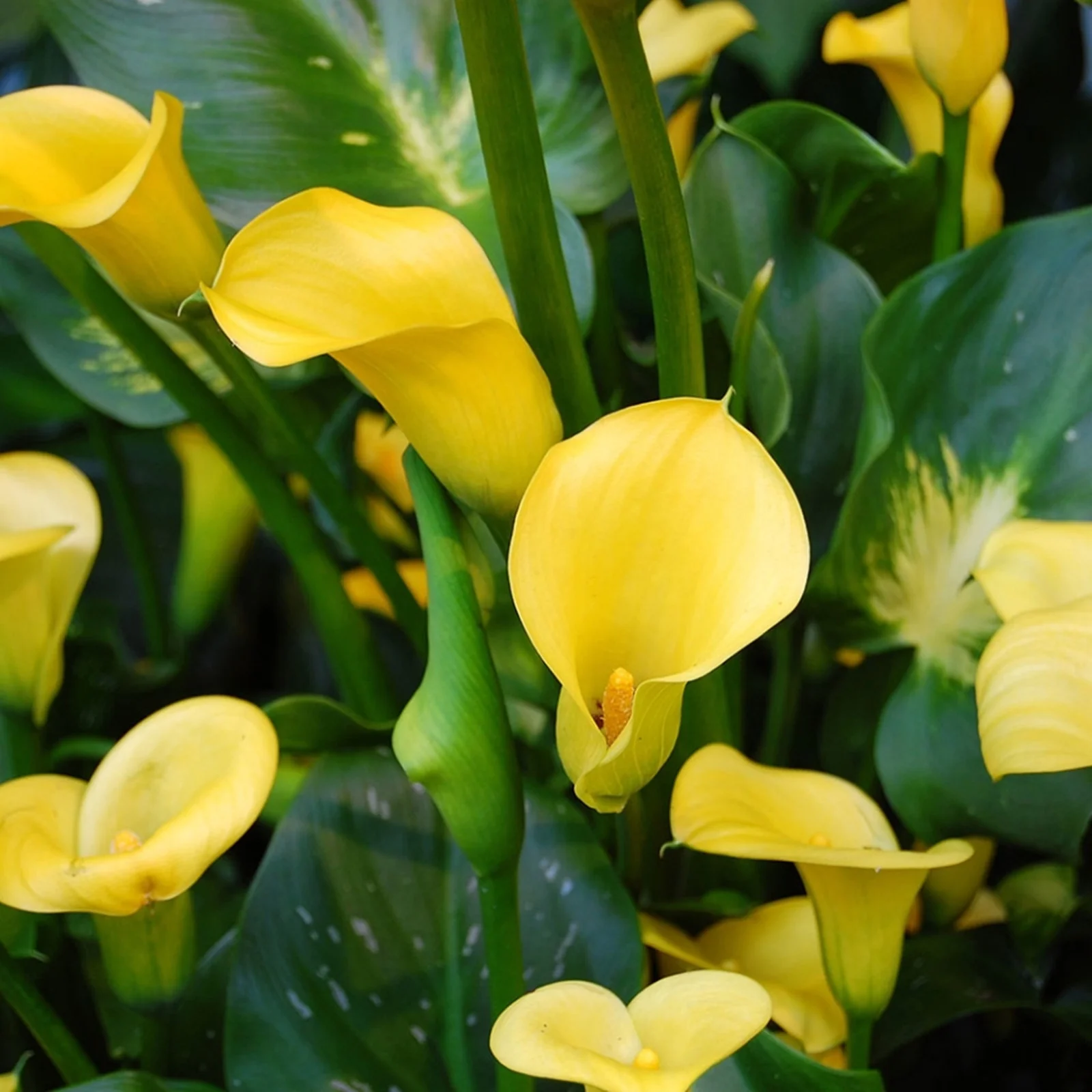 Calla Lily Bulbs, Thrive In A Variety Of Conditions. Suitable For Flower Arrangements,Easy To Care For, Calla Lily Bulbs For Planting, The Flowers Are Large And Beautiful, Calla Lily Plants
