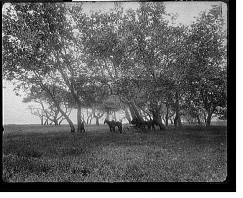 Historic Framed Print, [Sycamore Grove, Glen El Capitan, Calif.], 17-7/8