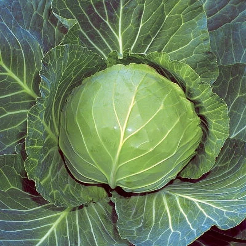 Cabbage Seeds - Brunswick - 1 Ounce -  Vegetable Seeds,  Heirloom Seed, Open Pollinated Seed  Fast Growing, Container Garden