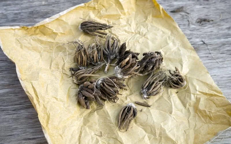 Grand Freesia & Ranunculus Flower Bulbs - Set of 22 Ranunculus & Freesia Flower Bulb Mix