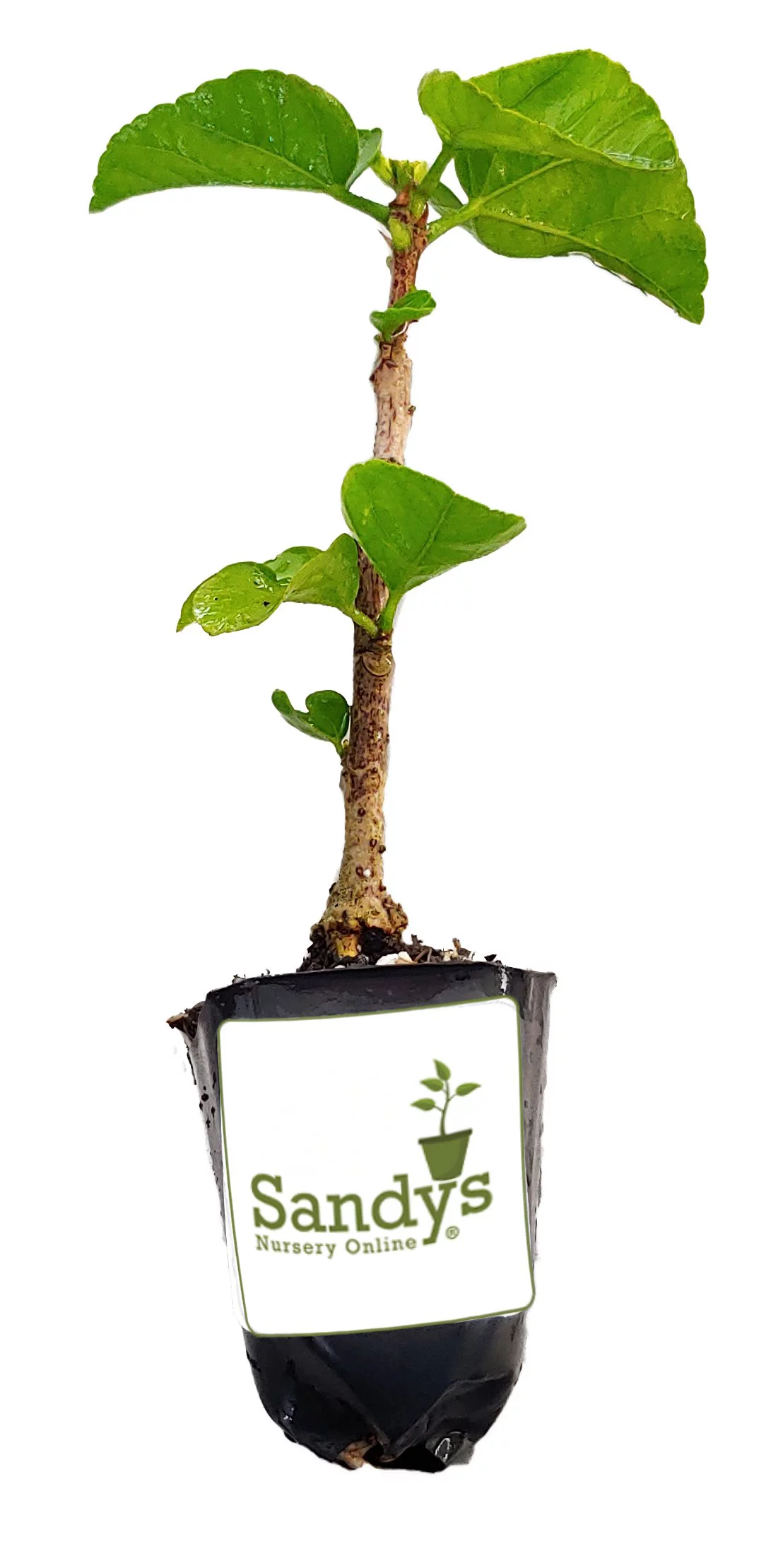 Hibiscus Cajun Color Sweet Persuasion, Starter Plant