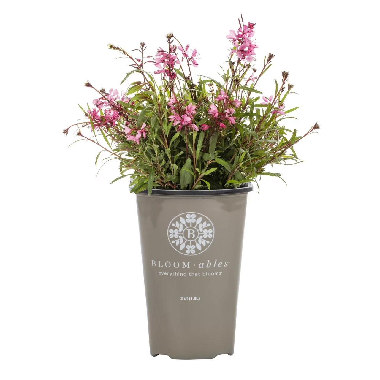 Bloomables 2QT Gaura Belleza Live Plant Grower Pot Full Sun