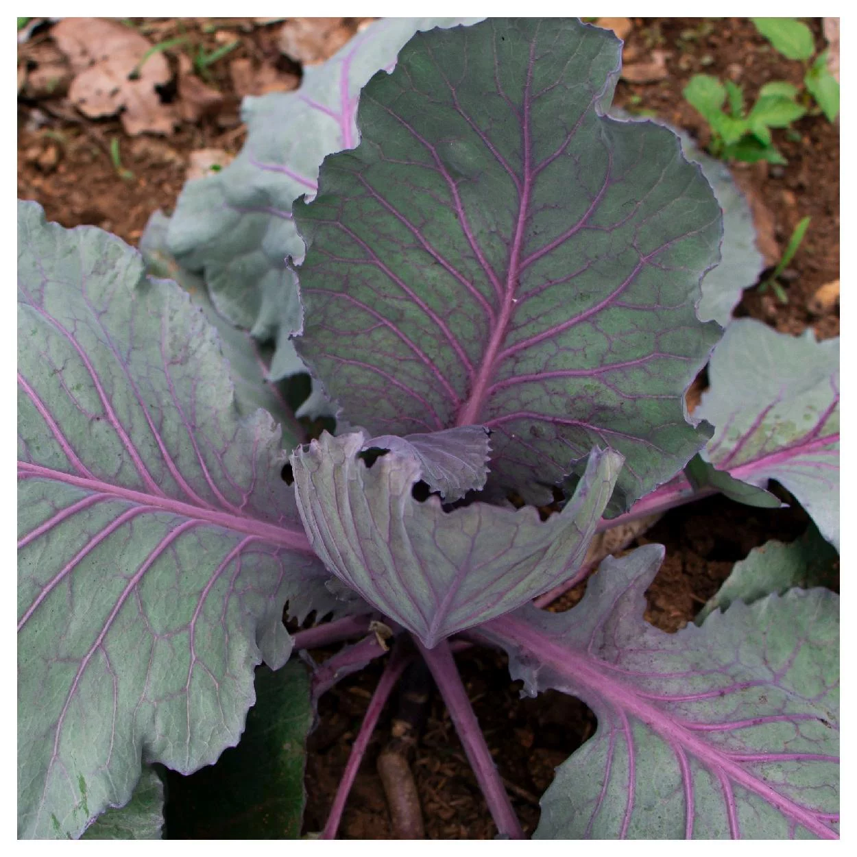 Everwilde Farms - 500 Red Acre Cabbage Seeds - Gold Vault Jumbo Bulk Seed Packet