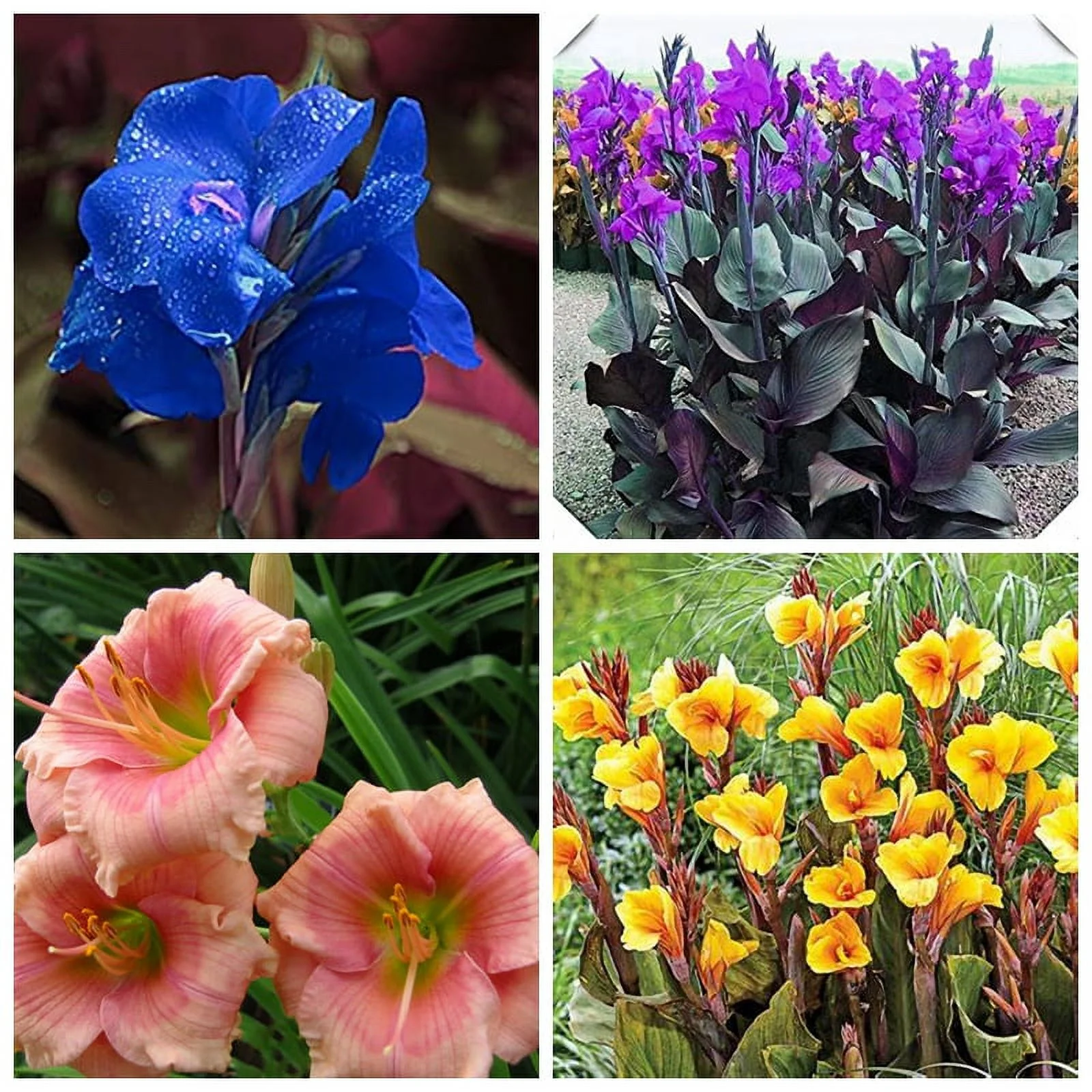 Canna Bulbs, Canna Lily Bulbs,Potted PlantCanna Lily Bulbs Giant,Canna Lily Roots, Park Street Greening. Canna Bulbs Giant,Dense Leaf Nodes Large, Large Beautiful Flowers With High Ornamental Value.