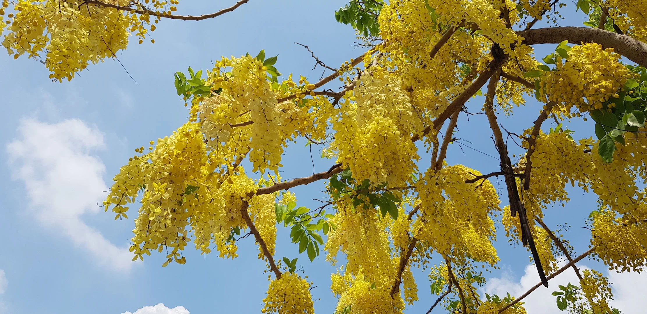 SEEDS= = =Yellow Shower Tree-10 Seeds- Tropical Plant Seed Pack-   Brilliant Yellow Flowers - Container Gardening -Cassia fistula= = =Serendipity Seeds