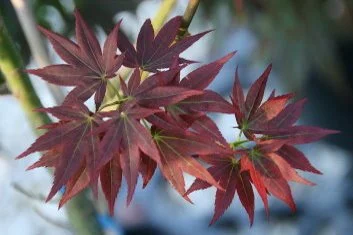 Kurenai Jishi Dwarf Japanese Maple 1 - Year Live Plant