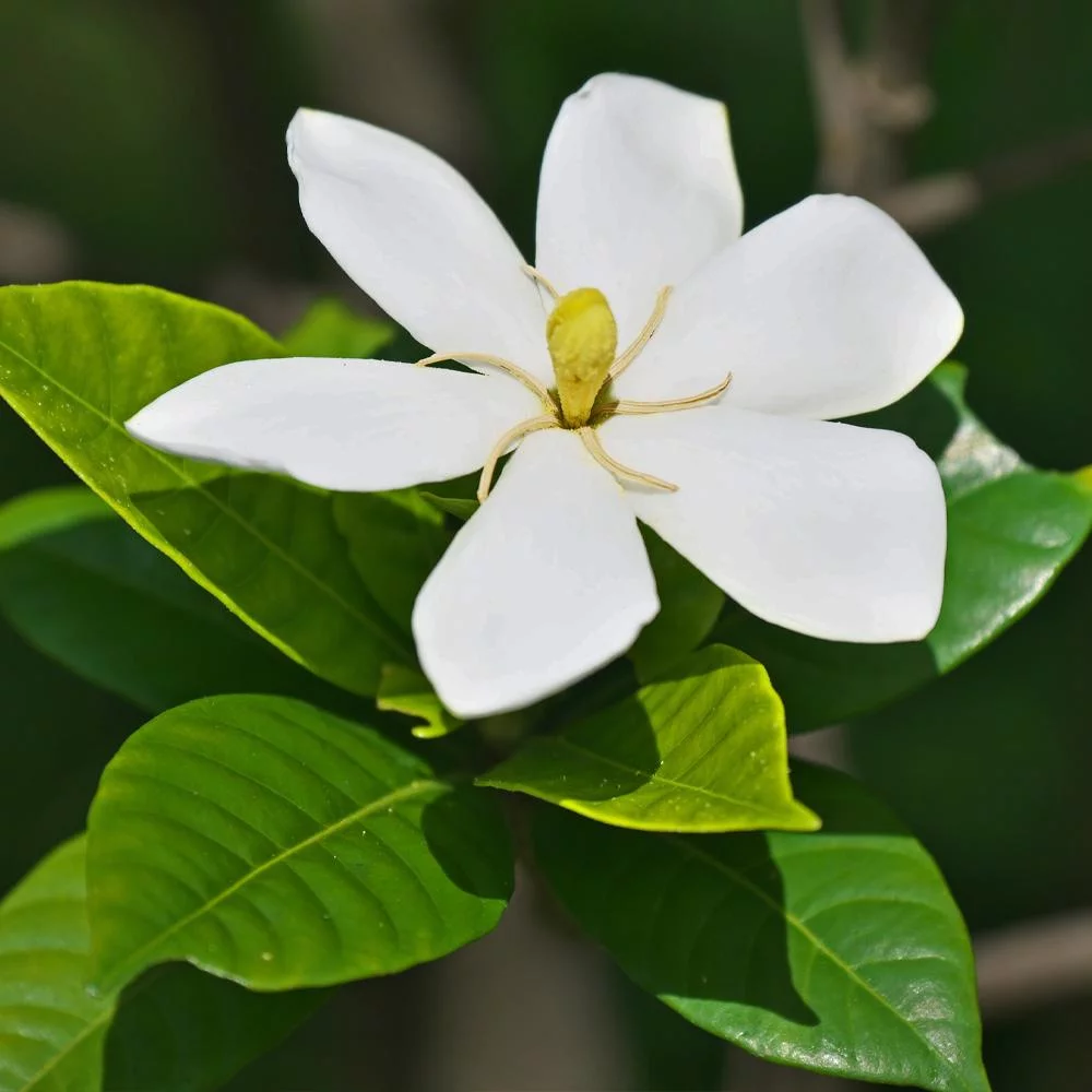 Dwarf Radicans Gardenia Shrub