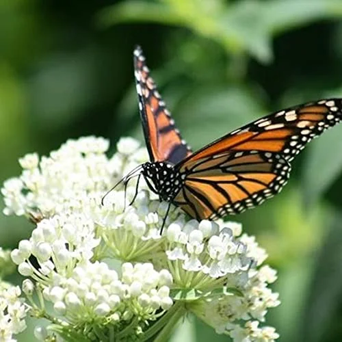 CHUXAY GARDEN White Swamp Milkweed-Asclepias Incarnata,Asclepias Perennis,Rose Milkweed,Swamp Silkweed 25 Seeds Butterflies Like It Herb Perennial Plant Unedible
