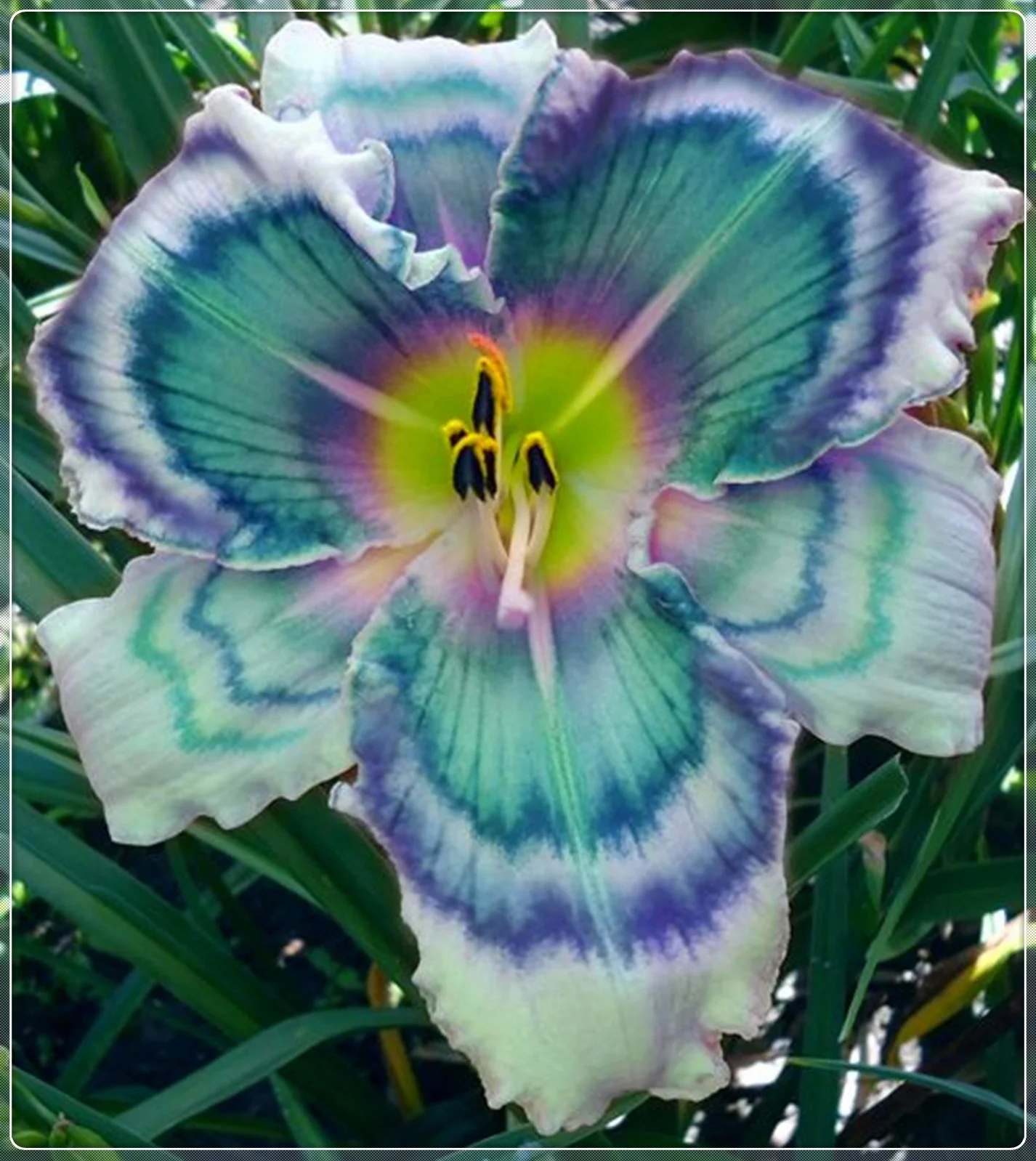 Daylily Bulbs,  Daylilies ,Flower Pots,Daylily,Daylily Bulbs Reblooming, Wild Daylilies, Daylily Plant,Daylily Bulbs For Sale
