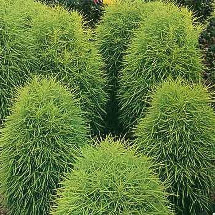 Outsidepride Burning Bush Kochia Trichophylla Plant Seed - 10000 Seeds