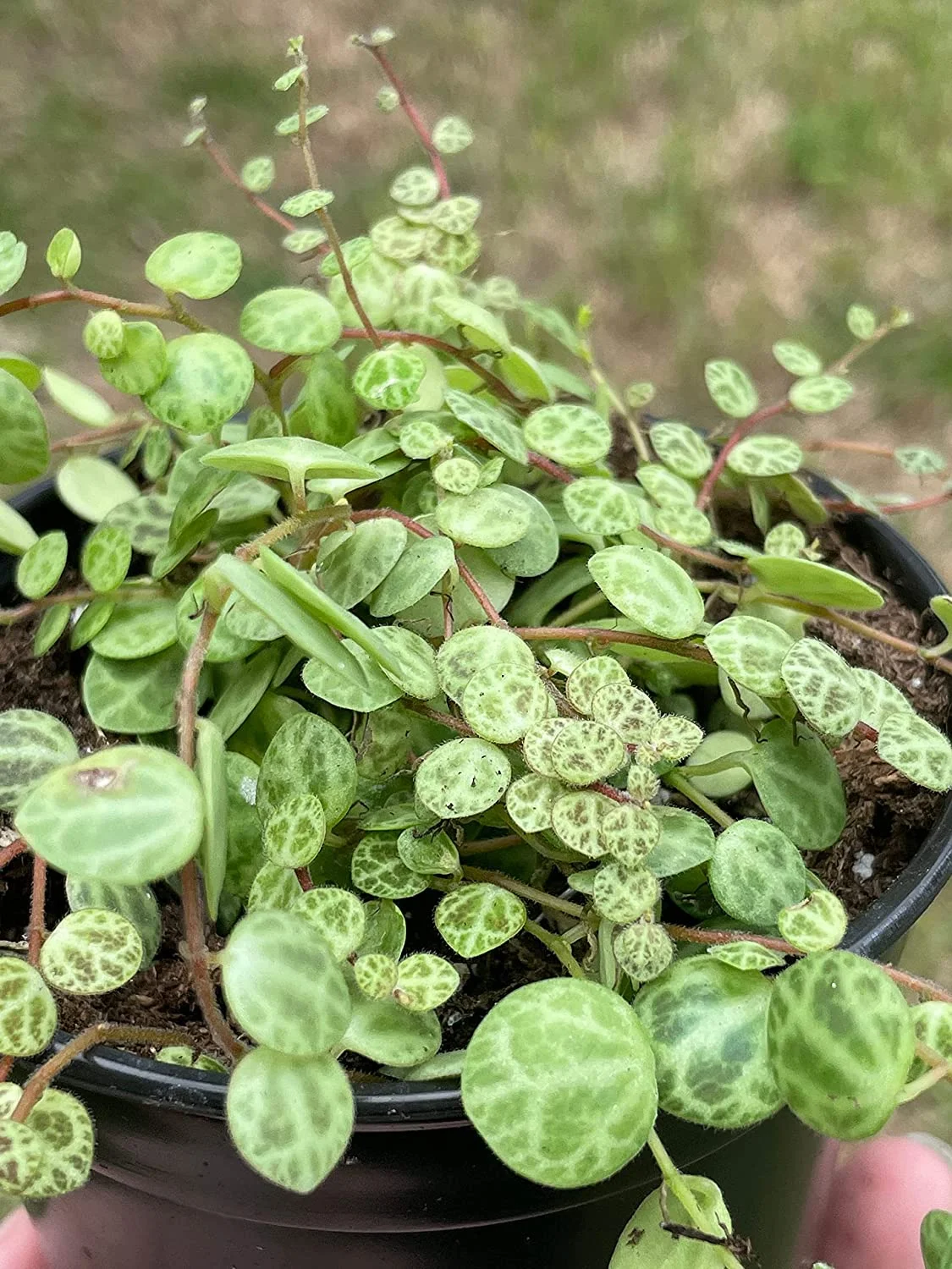 String of Turtles, Peperomia prostrata, Vining Plant, Live in a 4 inch Pot
