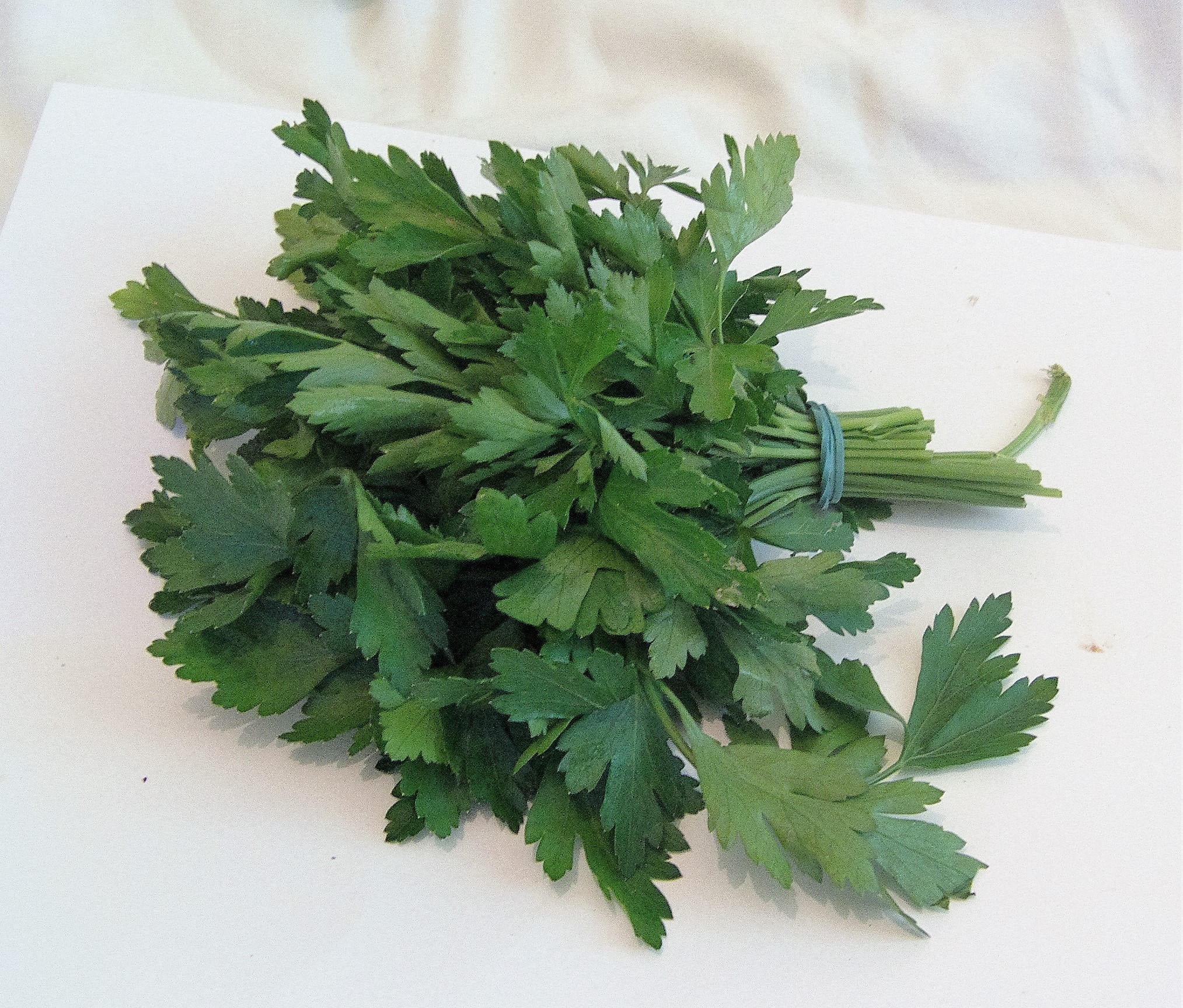1500 FLAT LEAF PARSLEY Seeds Petroselinum Crispum Plain Single Italian Parsley Seeds