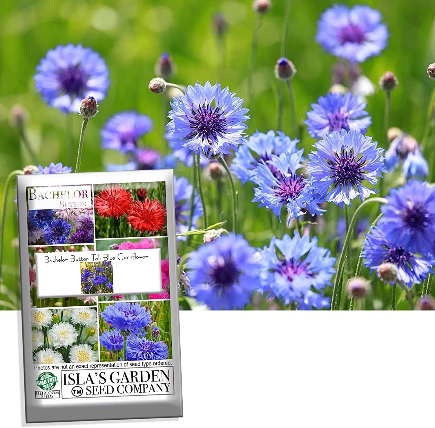 Bachelor Button Tall