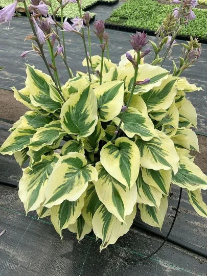 3 Paisley Border Hosta Bareroot Plants