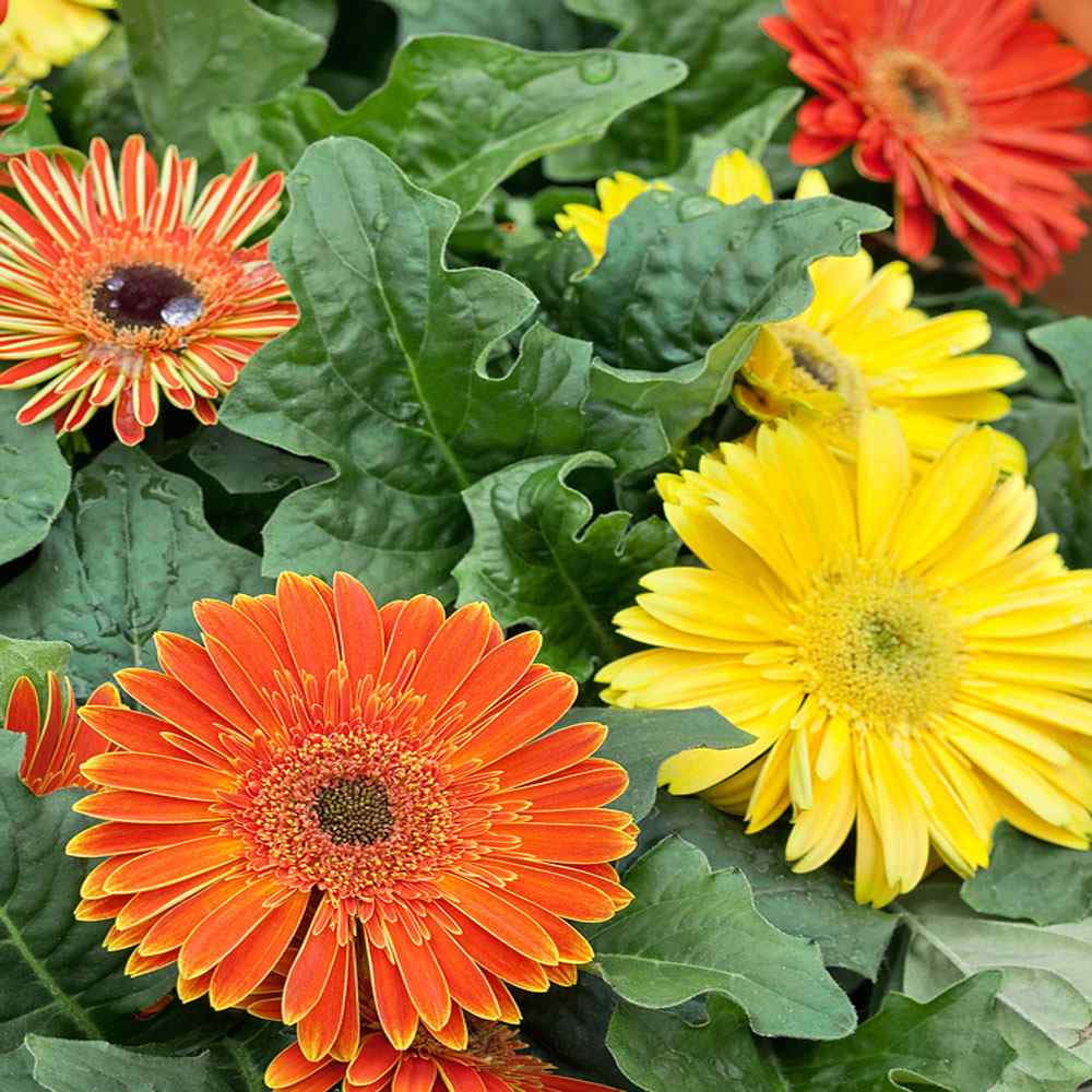 Gerbera Daisy Jaguar Fire Dark Eye Flower Seed Mix - 20 Seeds