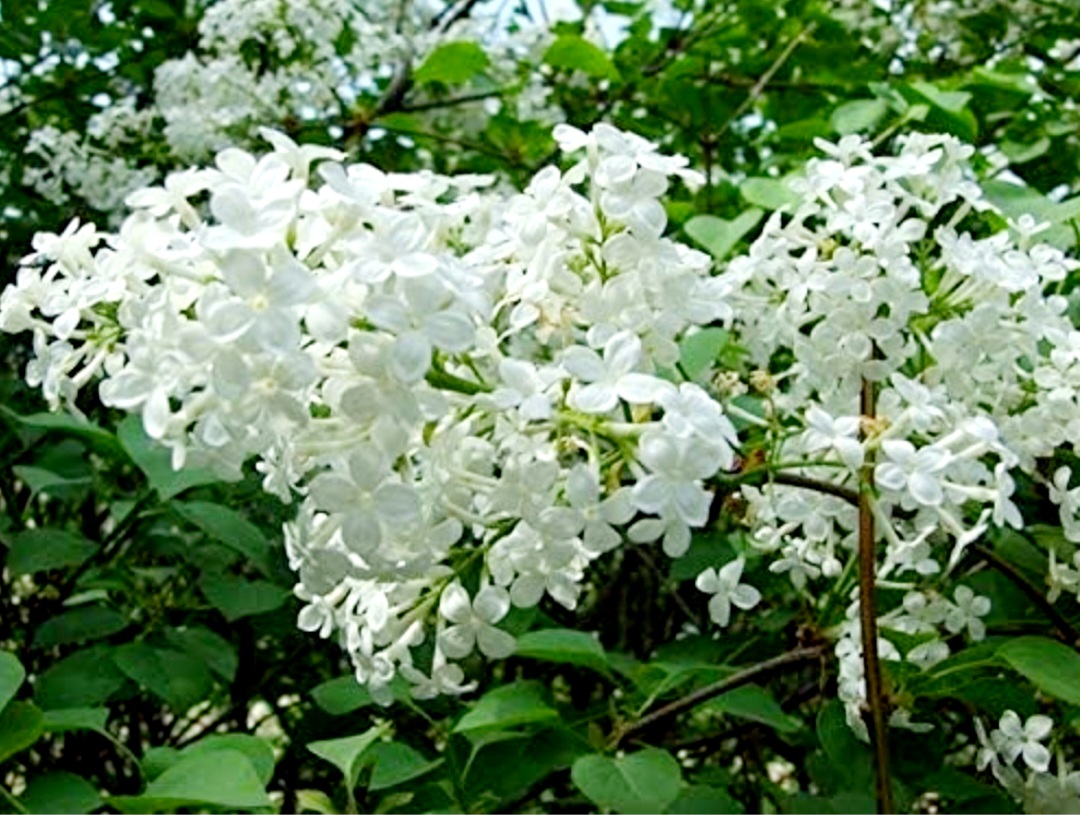 50 White Lilac Seeds Extremely Fragrant Japanese Tree Lilac Shrub Syringa Vulgaris