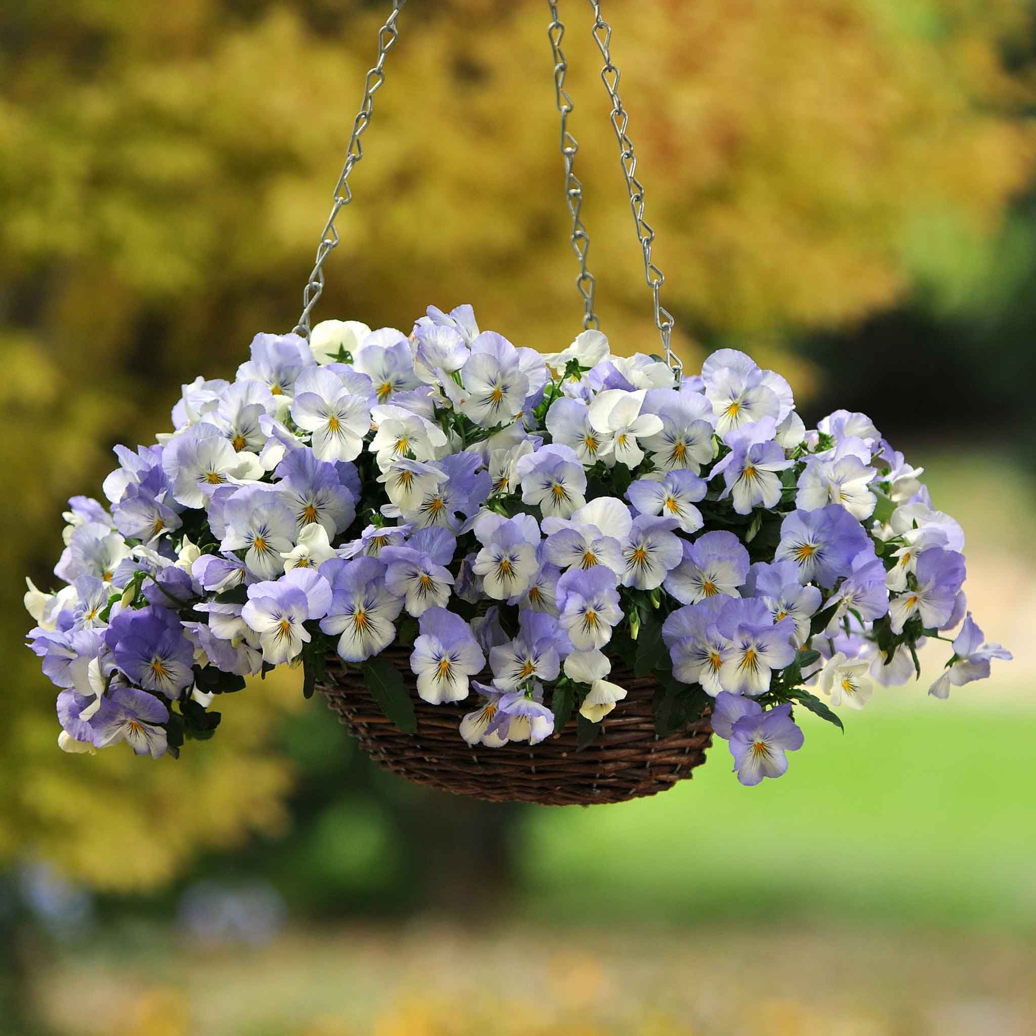 Pansy Seeds - Cool Wave Frost - Packet - Blue Flower Seeds,  Hybrid Seed  Attracts Bees, Attracts Butterflies, Attracts Pollinators, Easy to Grow & Maintain, Edible, Fragrant, Container Garden