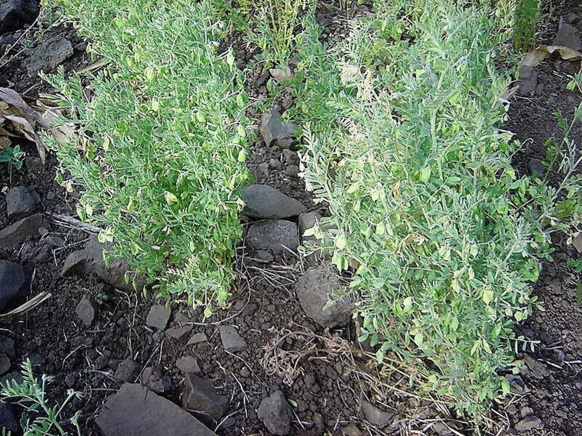 100 GOLD LENTIL Bush Lens Culinaris Golden Yellow Vegetable Legume Sprouts Seeds