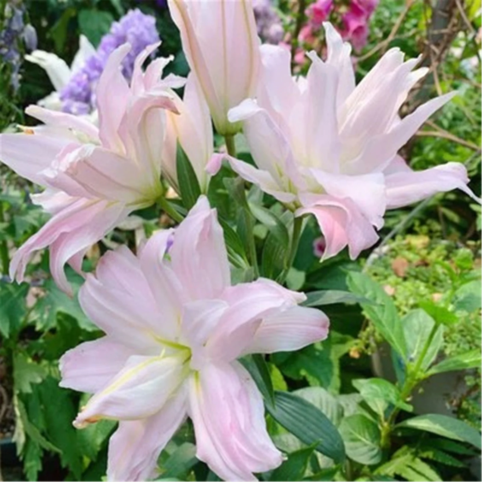 Lily bulbs perennial - stargazer lily bulbs for planting - lily bulbs bulk- lilies bulbs for planting