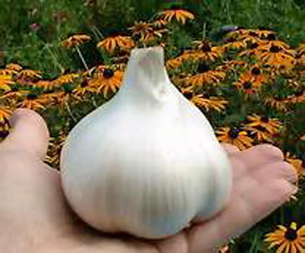 Elephant Garlic, 2 Huge Bulbs! Great for Planting, Eating or Cooking! Non GMO, Organic. Milder Tasting Garlic