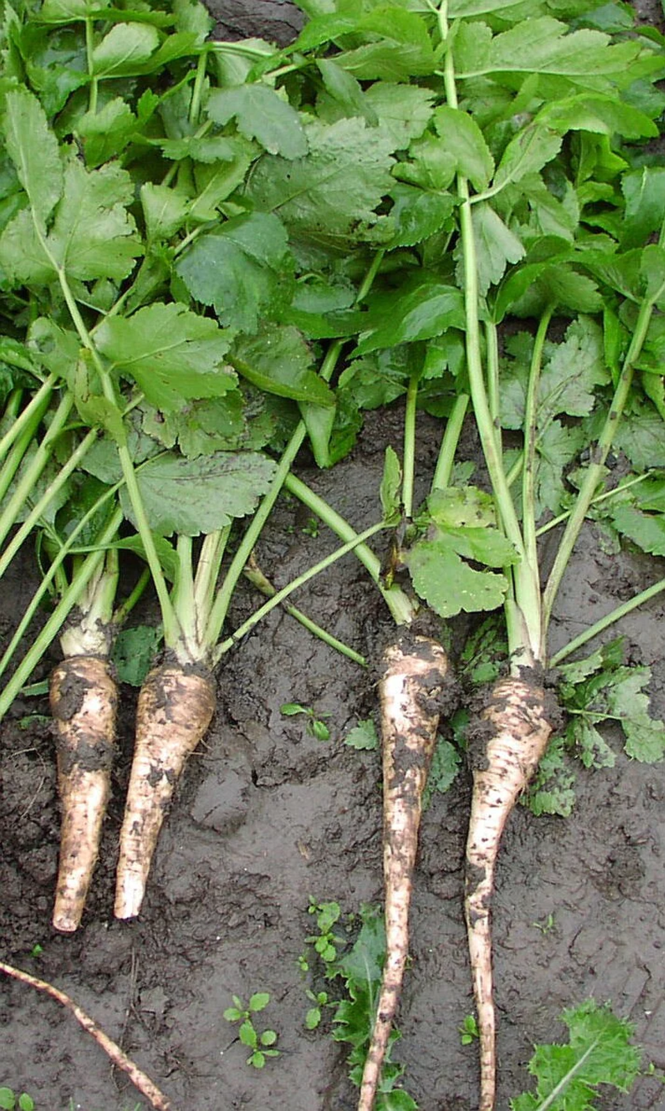 1000 HAMBURG ROOTED PARSLEY Petroselinum Crispum Tuberosum Root Vegetable Seeds