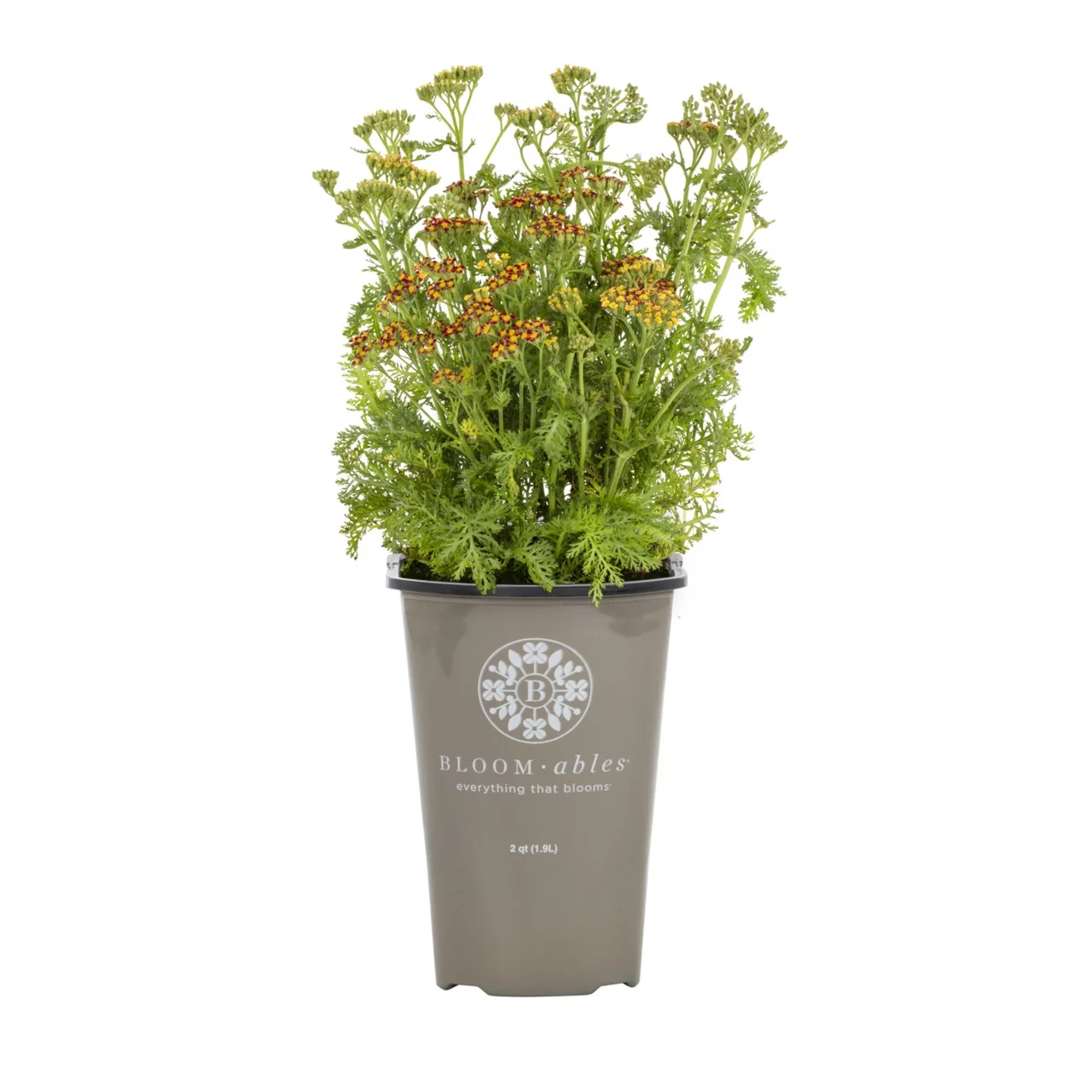 Bloomables 2QT Achillea Live Plant Live Plant Grower Pot Full Sun