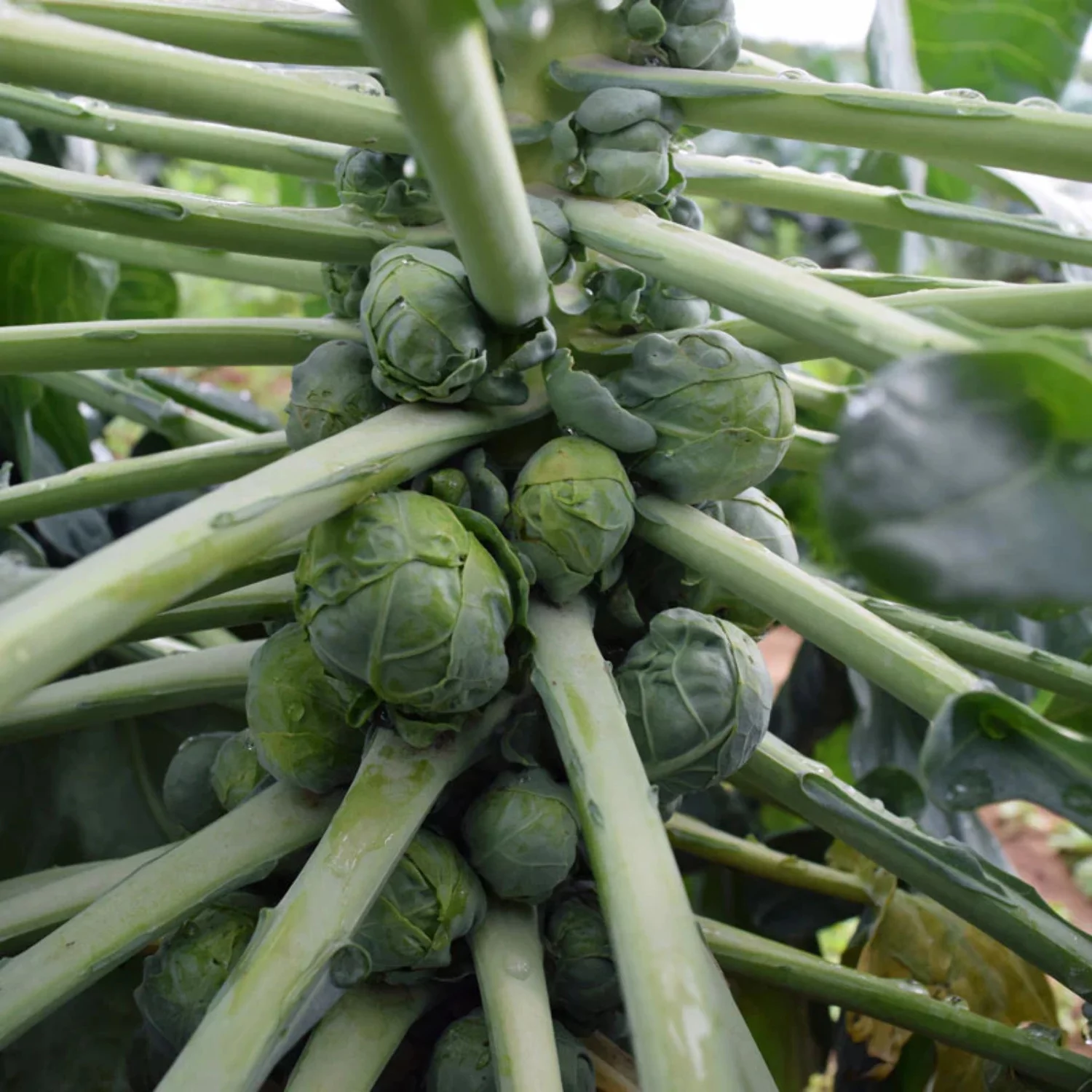 Brussels Seeds - Sprouts Jade Cross Variety Brussels Seeds - Non-GMO - 50 Seeds