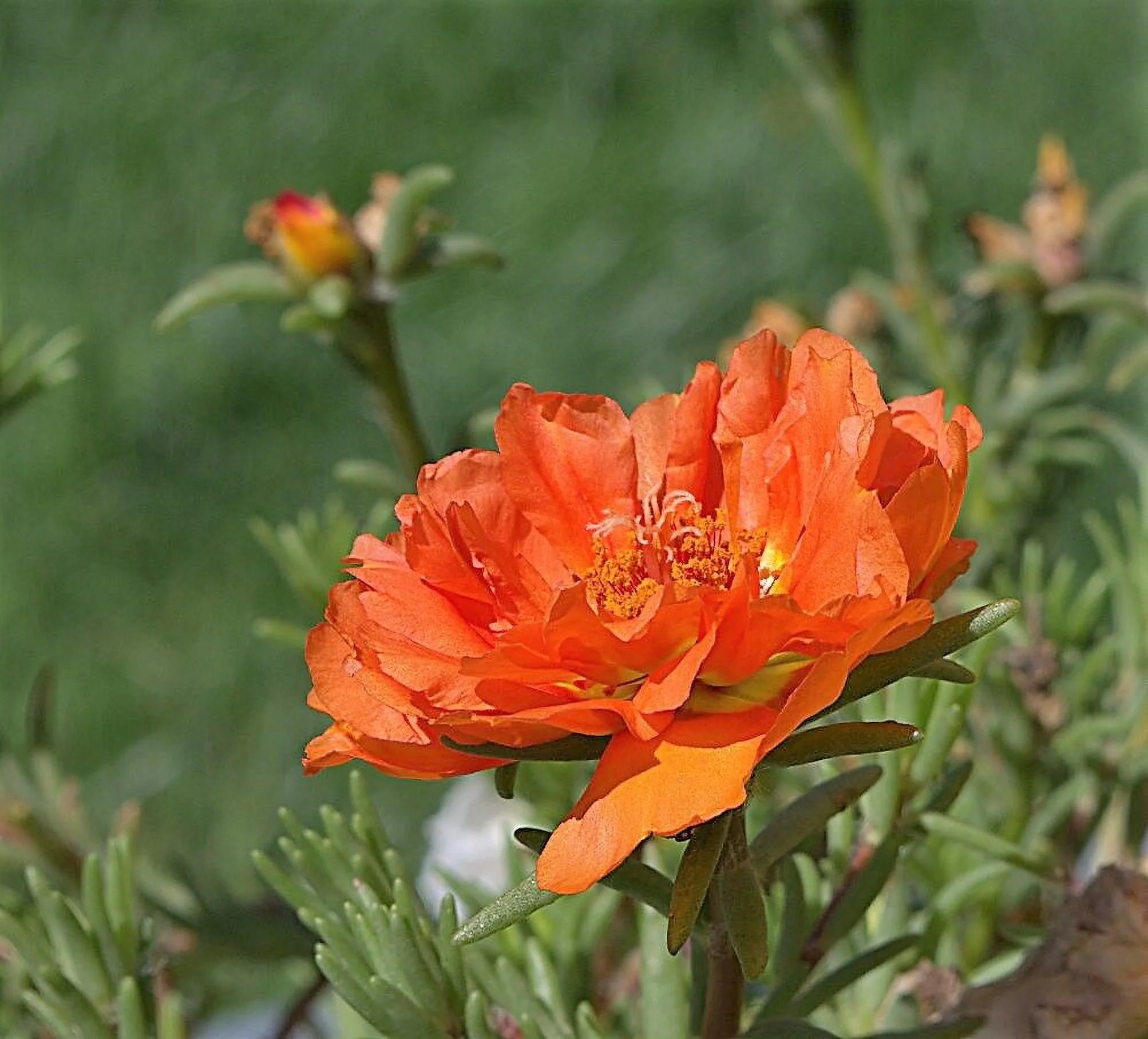 100 ORANGE PORCA Moss Rose Porca Grandiflora Flower Seeds *Comb S/H