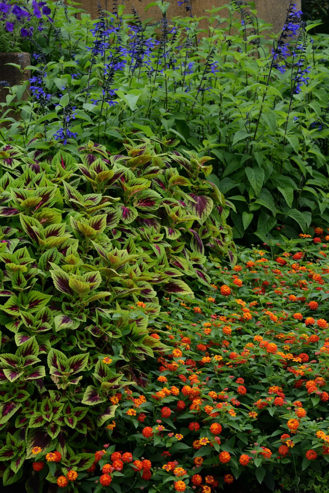 Better Homes & Gardens - 2.5 Qt Multicolor Mixed Coleus Annual Shade Plant - Live Plants