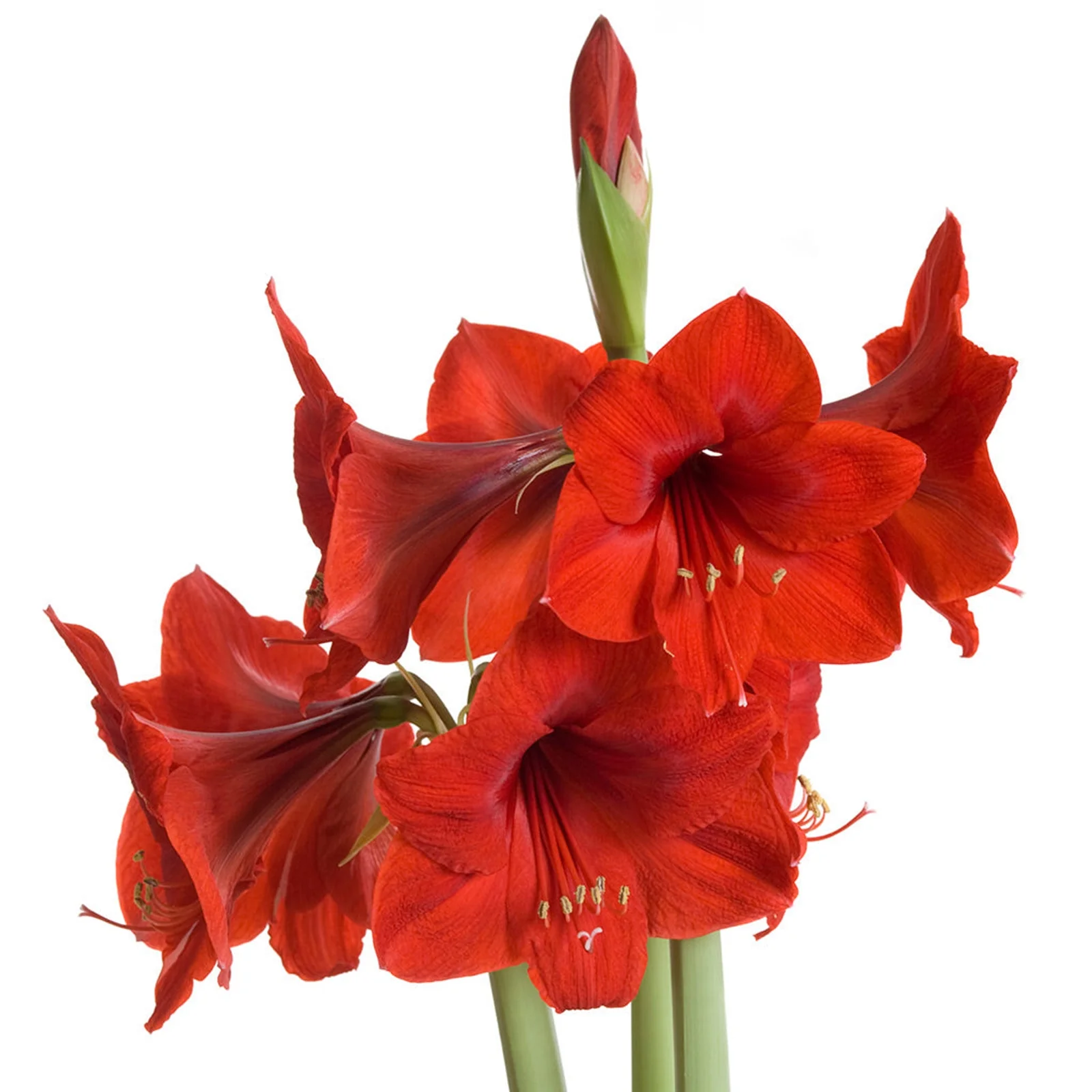 Amaryllis Bulbs, Amaryllis Pots,Amaryllis Plants,Amaryllis Belladonna Bulbs, Amaryllis Plant Live, Amaryllis Plant, Amaryllis Amaryllis Plant, Amaryllis Bulbs For Planting,Amarillos,Iridescent,