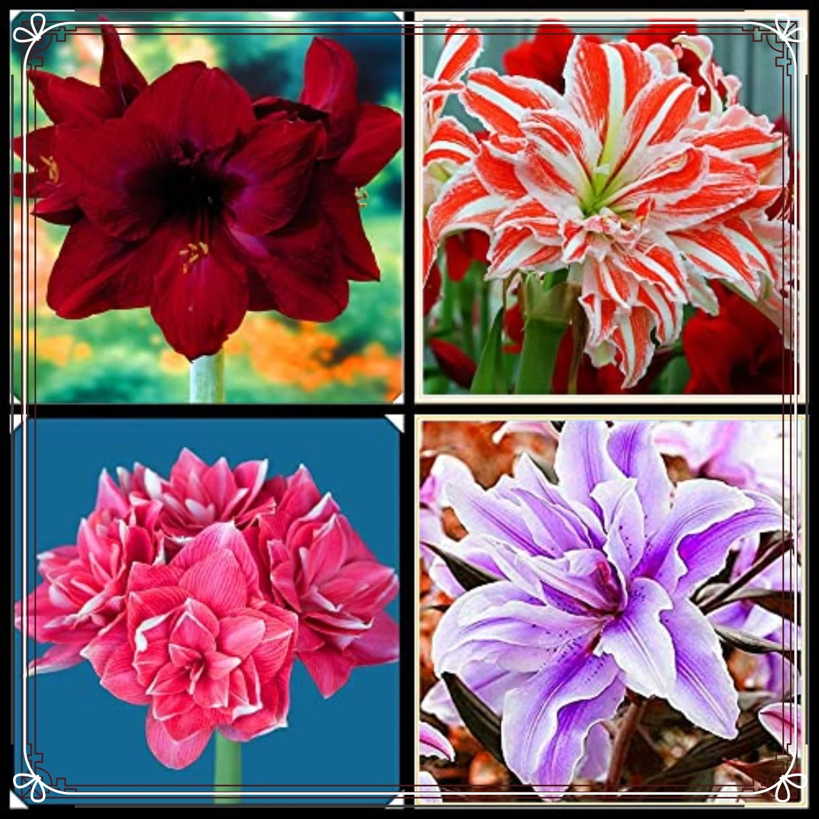 Amaryllis Bulbs For Planting Amaryllis Bulbs Bulk  Amaryllis Plant Bulbs For Sale Amaryllis Bulbs For Sale Simple Planting