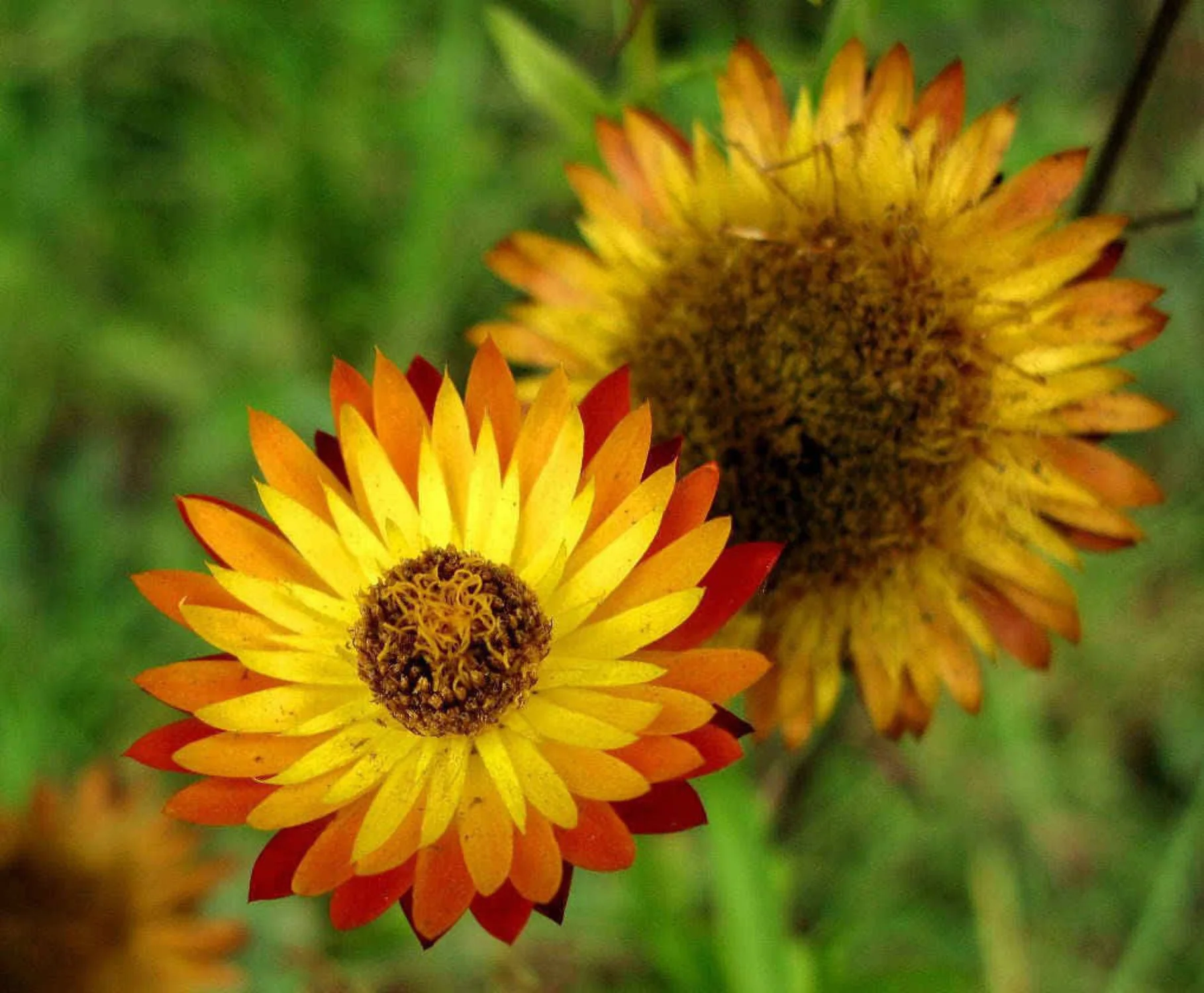 50 YELLOW DOUBLE STRAWFLOWER Helichrysum Bracteatum Flower Seeds
