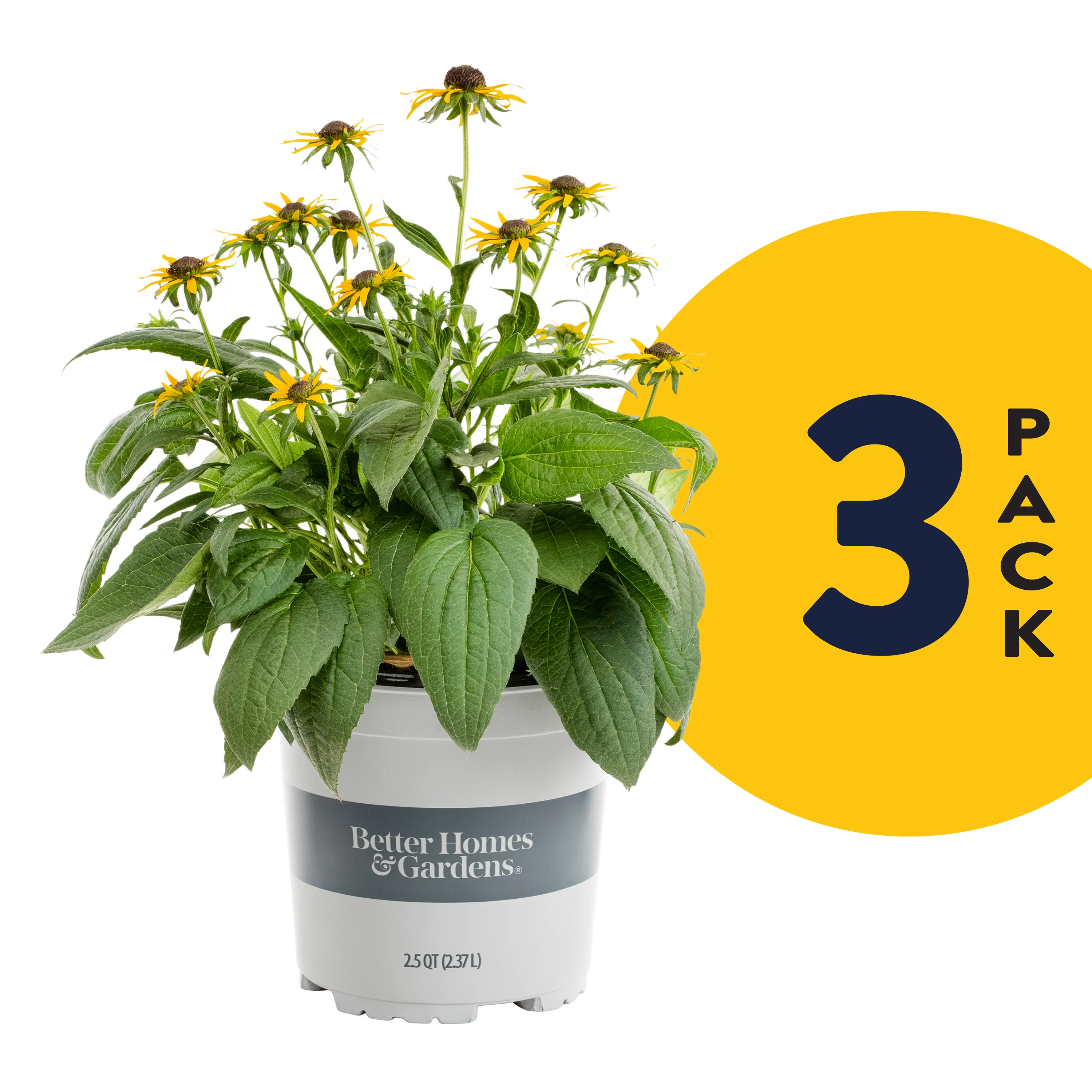 Better Homes & Gardens 2.5QT Yellow Rudbeckia Full Sun Live Plants (3-Pack) Annuals with Grower Pots