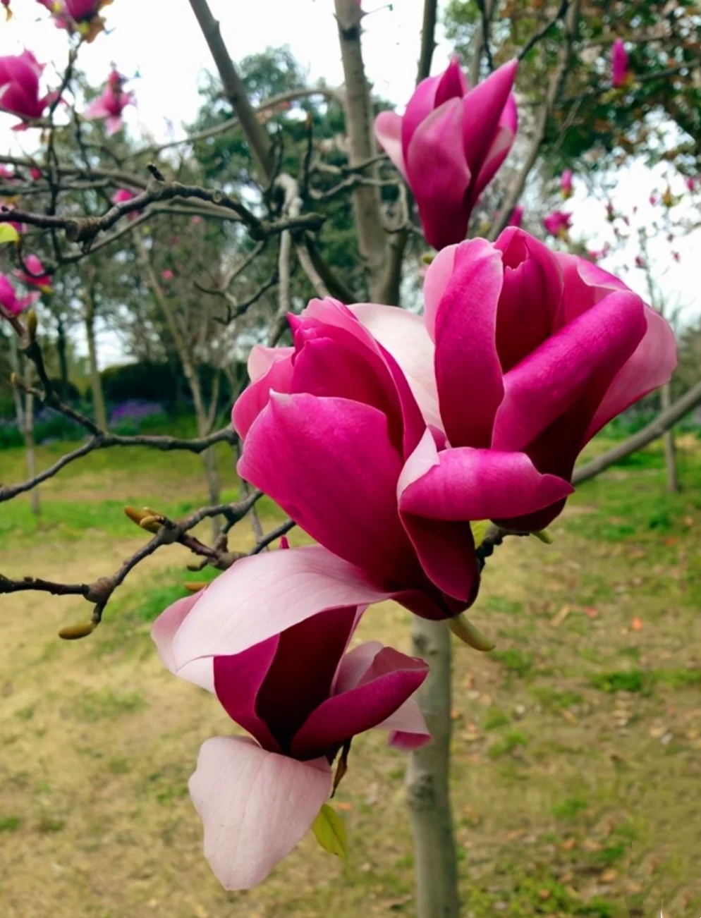 20 Magnolia Tree Seeds Saucer Mix Pink/White Flowers Chinese Magnolia