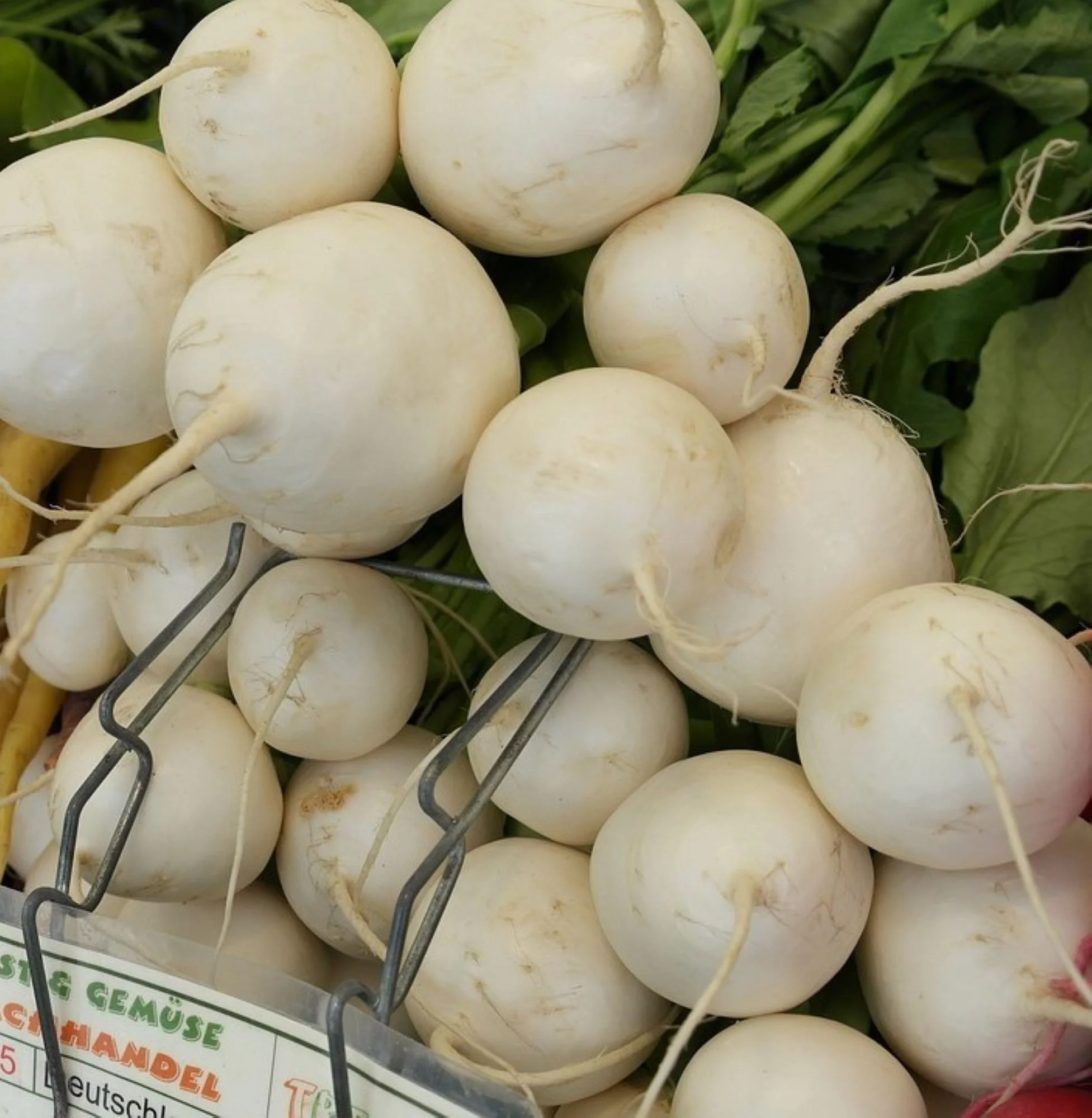 White Egg Turnip Seeds/ Annual/ Full Sun/2800 Seeds 1/4 oz/ Zellajake Farm and Garden - B127
