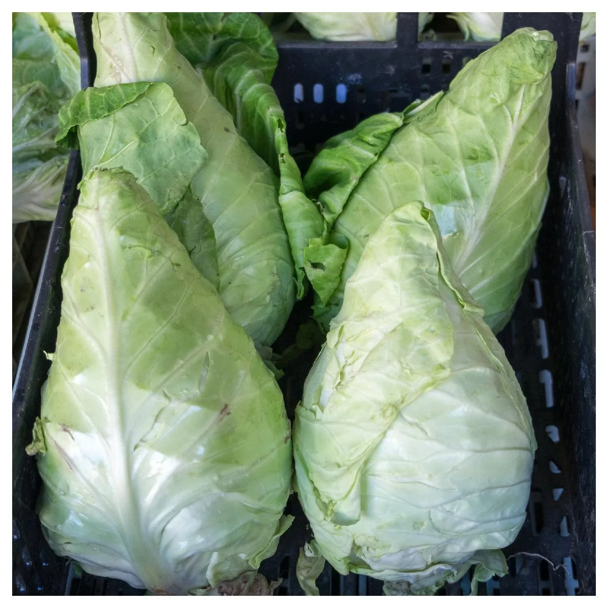 Everwilde Farms - 1 oz Early Jersey Wakefield Cabbage Seeds - Gold Vault Bulk Seed Packet