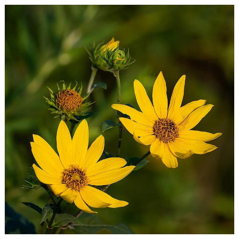 - 1/4 Lb Saw-Tooth Sunflower Wildflower Seeds - Vault