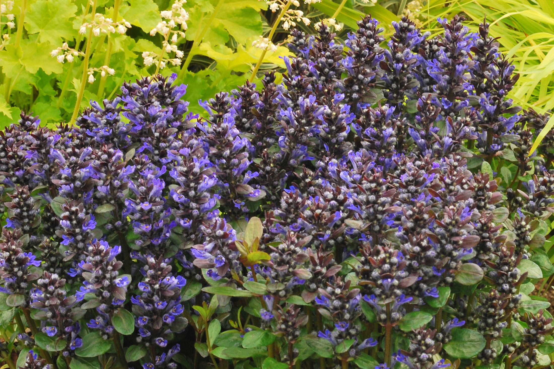 Blueberry Muffin Bugleweed - Ajuga - New! - Quart Pot