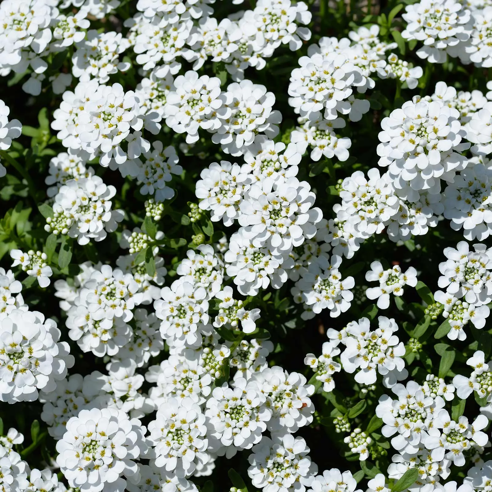 Candytuft Iberis Flower Garden Seeds - Dwarf Fairy Mixture - 1 Oz - Annual Flower Gardening Seeds - Iberis umbellata