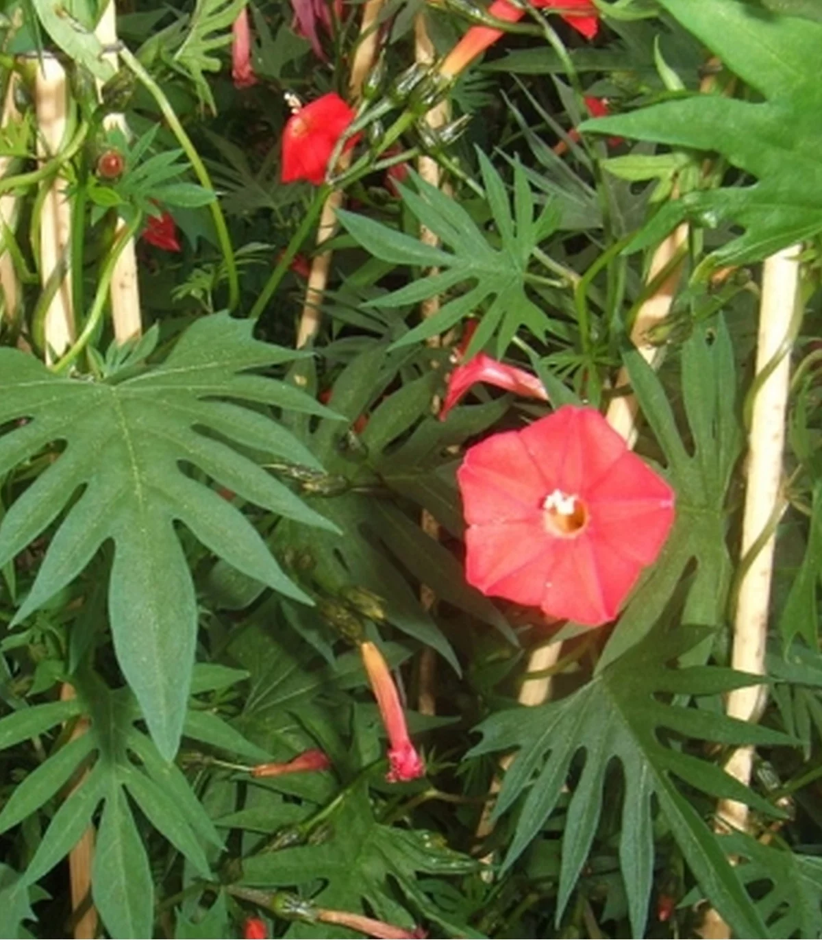 Earthcare Seeds - Cardinal Climber 35 Seeds (Ipomea Quamoclit X Sloteri) Heirloom - Open Pollinated