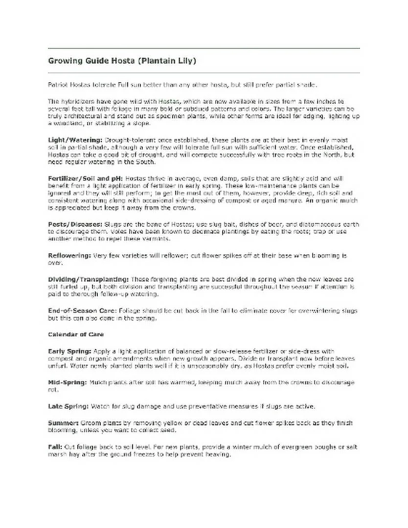 5 Patriot Hosta Bareroot Plants