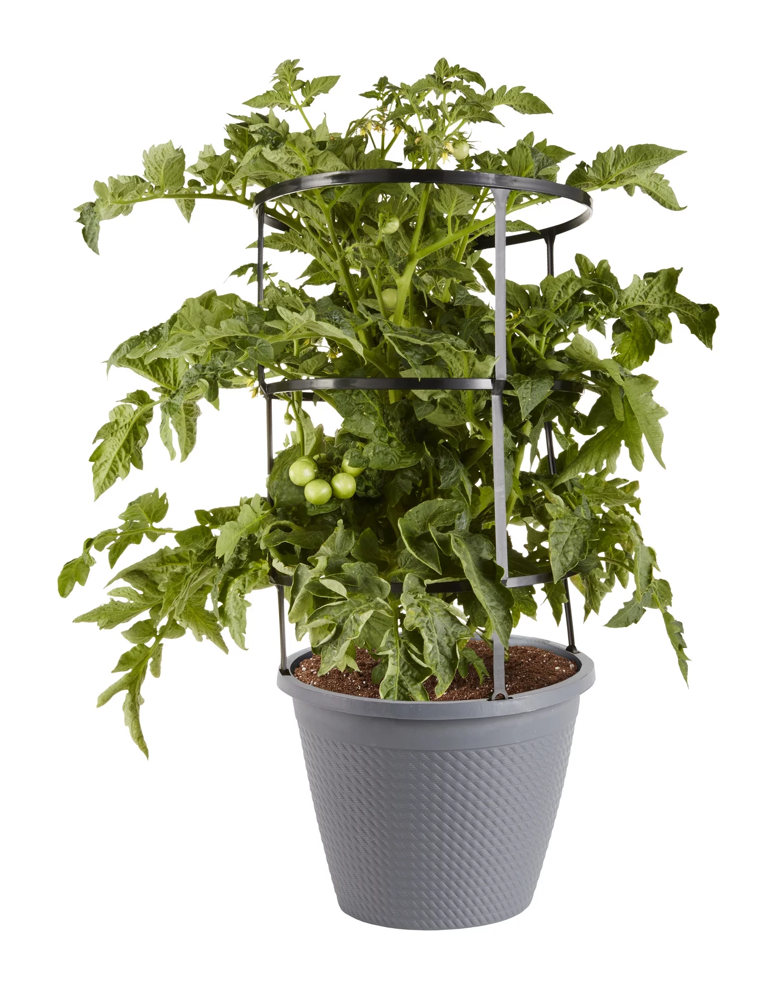 Bonnie Plants Sun Sugar Tomato 2.5 Gal., Live Plant
