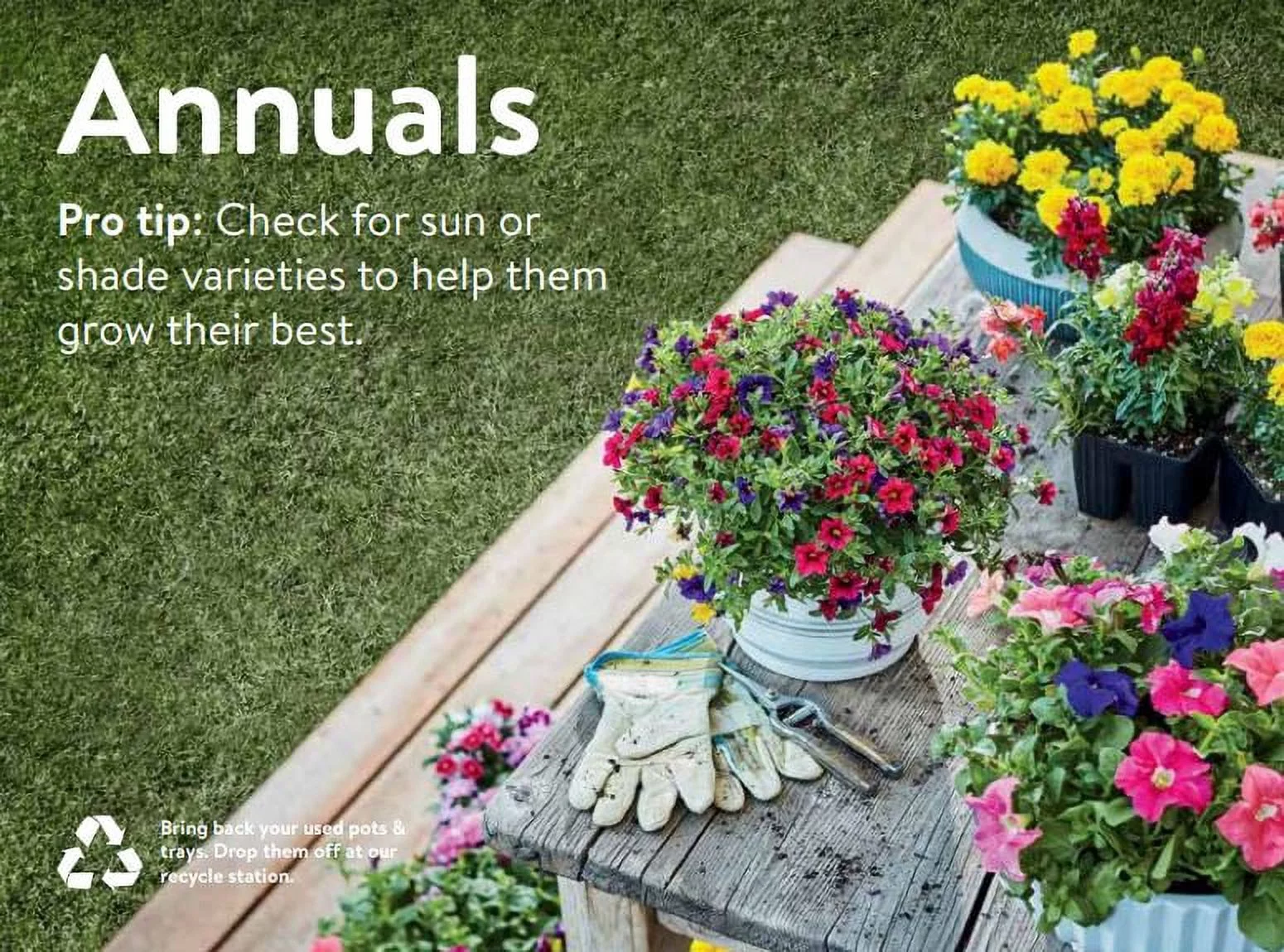 EXPERT GARDENER ACCENT VINCA VINE PT