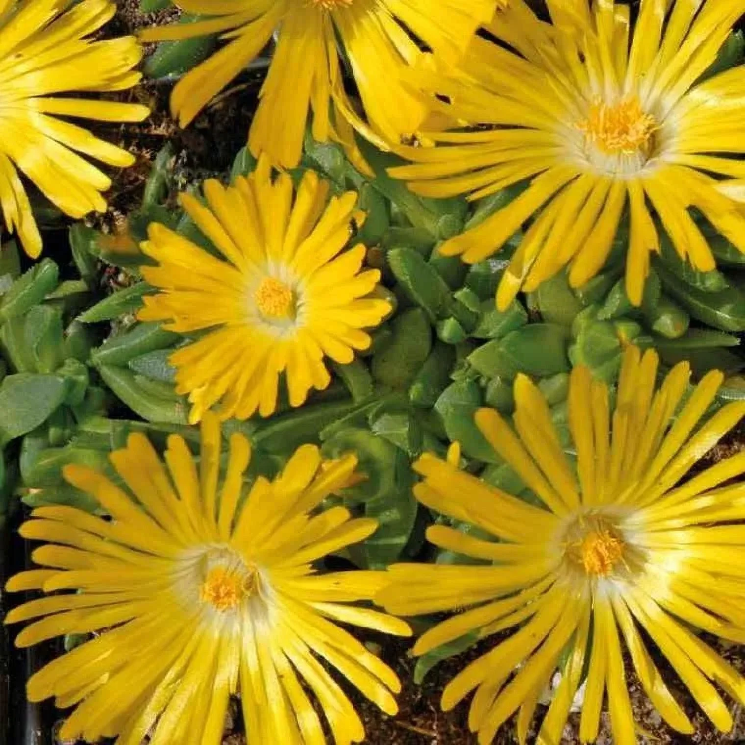 10 Seeds Ice Plant Seeds – Congestum G142, Home Garden Flowers