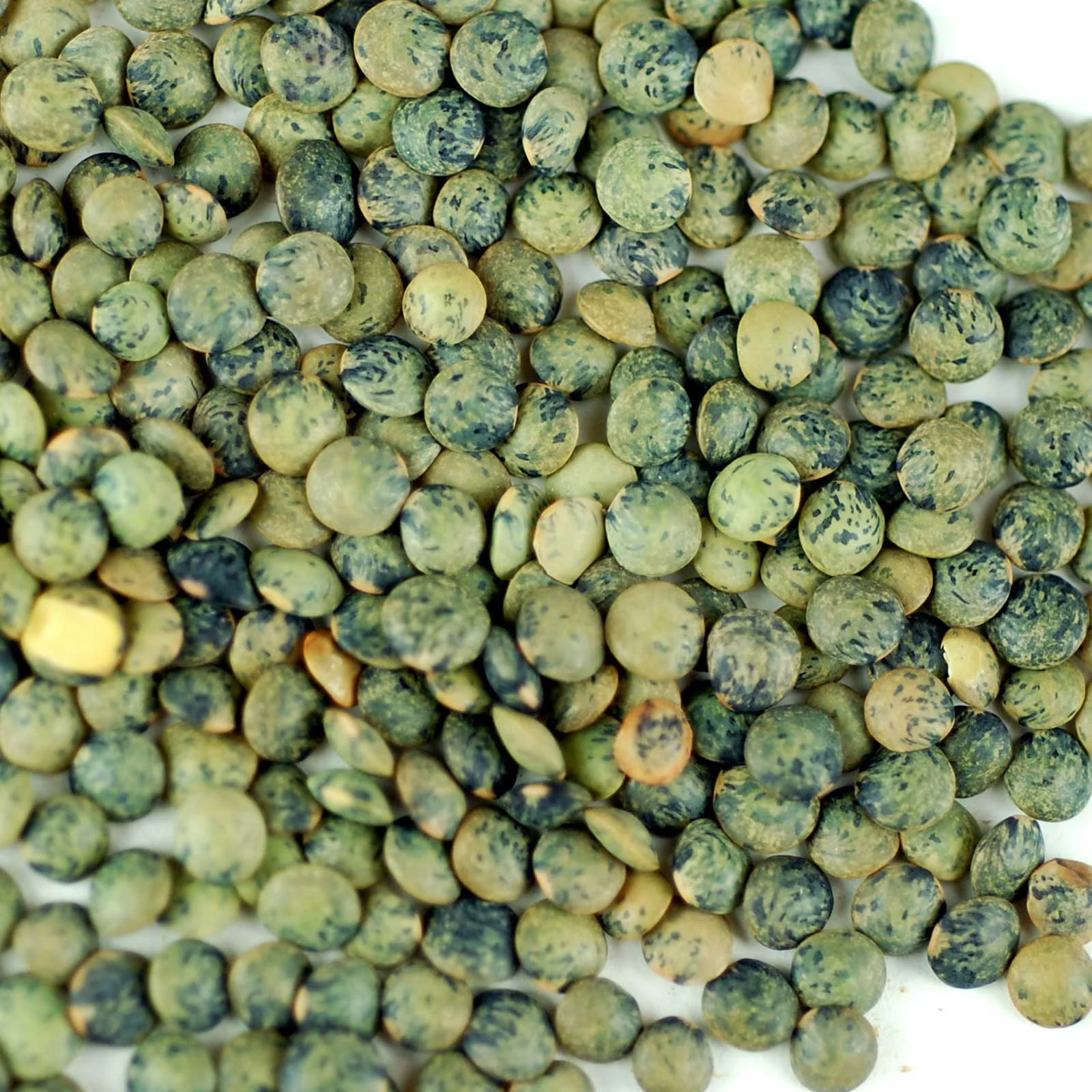 Organic French Lentil Sprouting Seeds - 25 Lbs Bulk - Non-GMO, Unhulled Sprout & Garden Seeds (AKA: Blue Lentils)