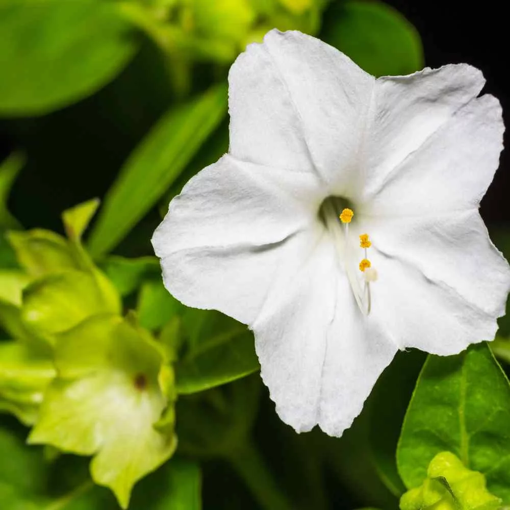 Four O' Clock Seeds - Mirabilis Jalapa White Flower Seeds - 1 LB