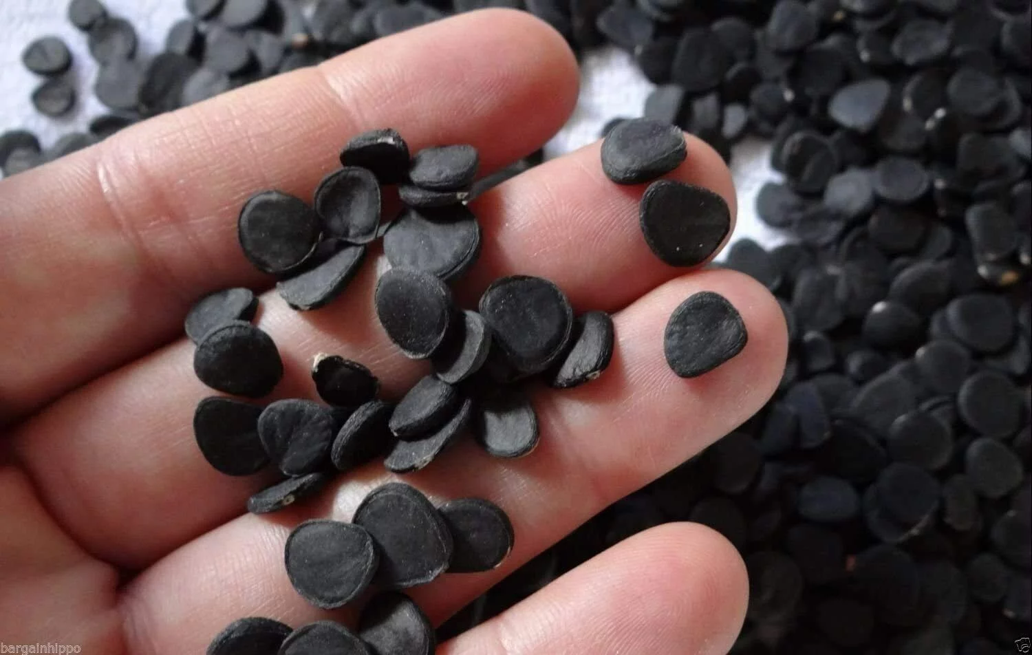 10 Joshua Tree Seeds to Grow Highly Prized Joshua Tree